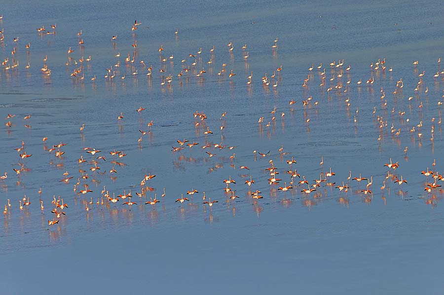 00flamant-rose-36-1009