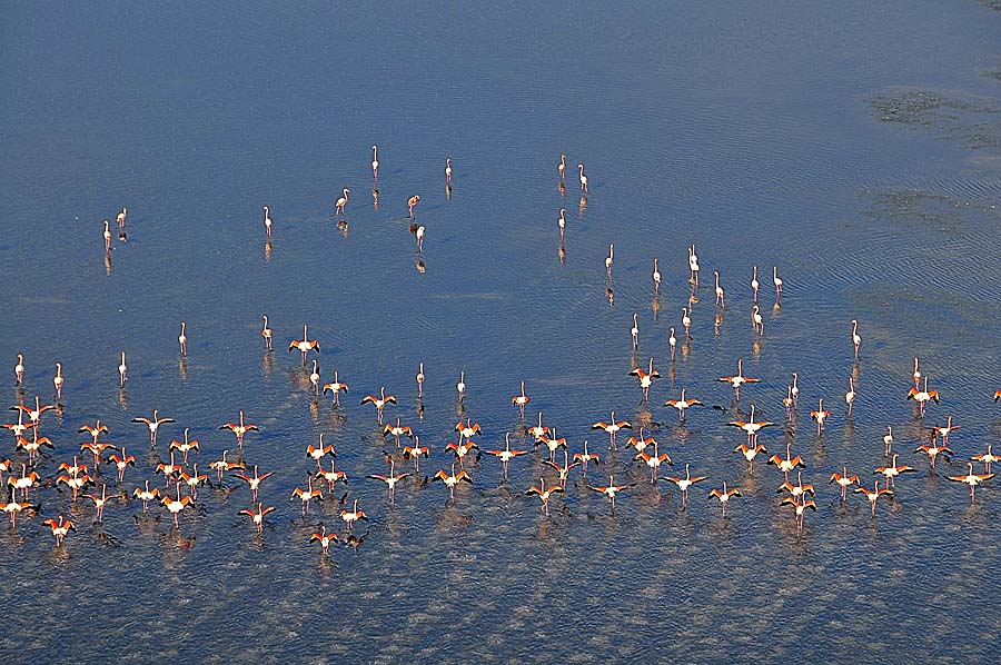 00flamant-rose-38-1009