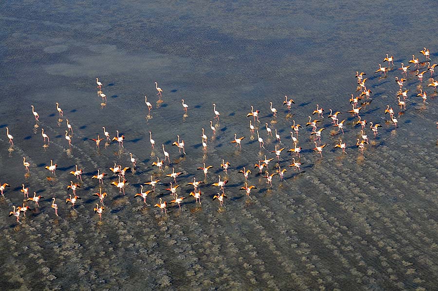 00flamant-rose-40-1009