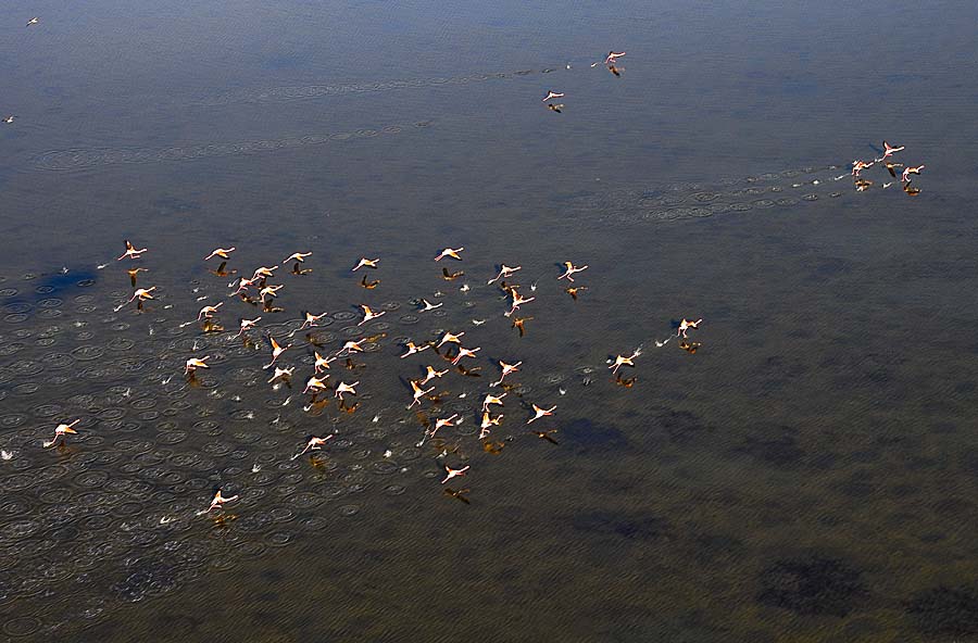 00flamant-rose-43-1009