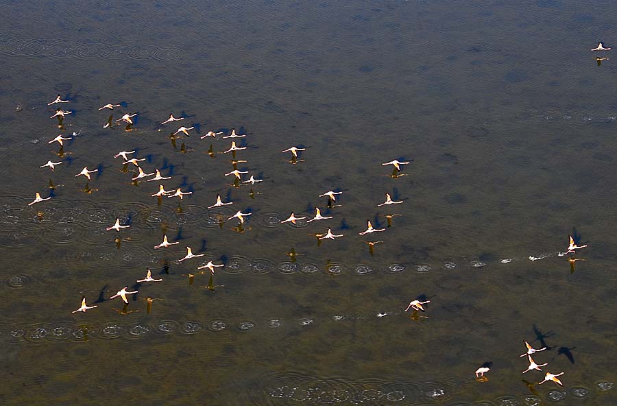 00flamant-rose-44-1009