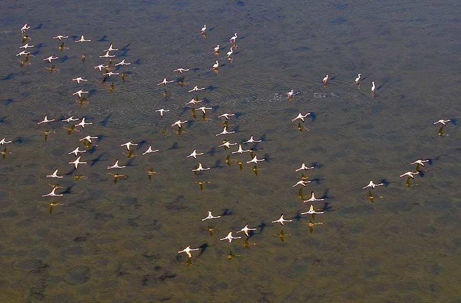 00flamant-rose-47-1009