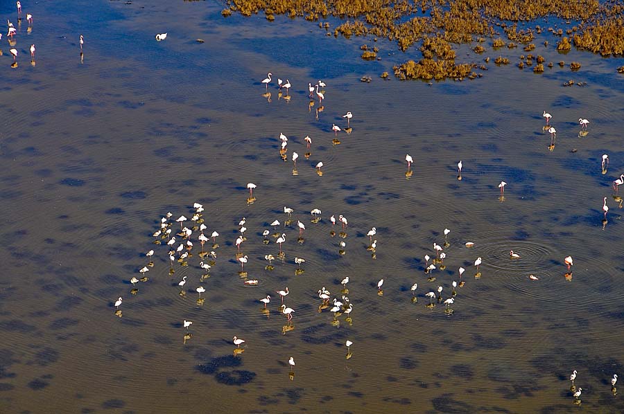 00flamant-rose-5-1009