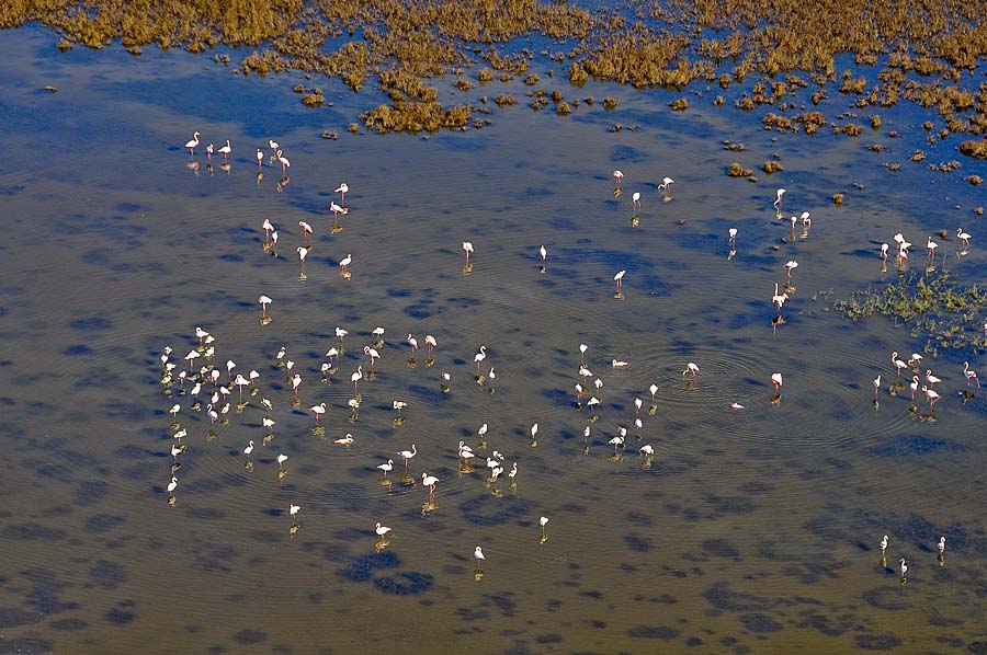 00flamant-rose-6-1009