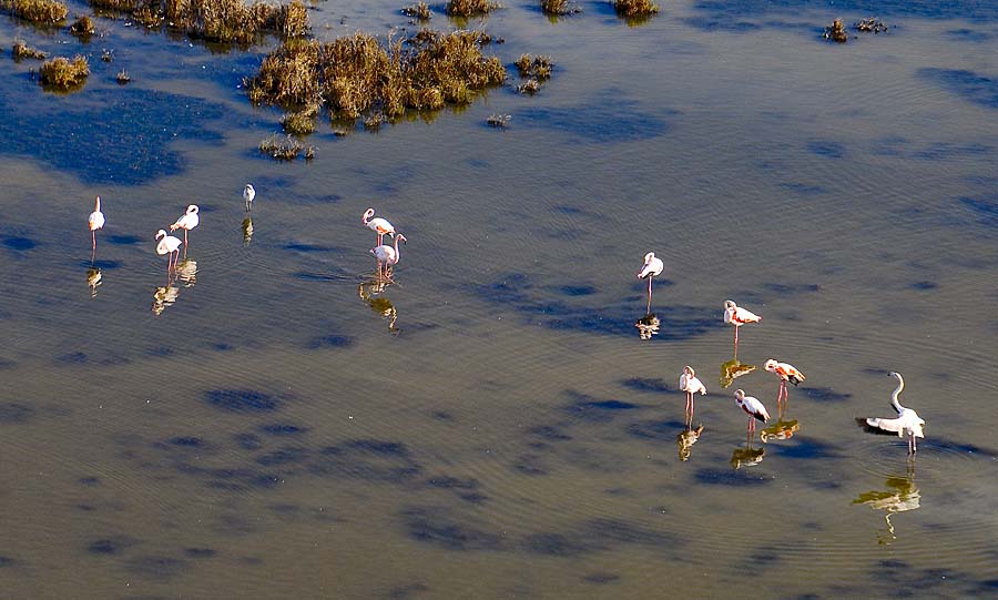 00flamant-rose-8-1009