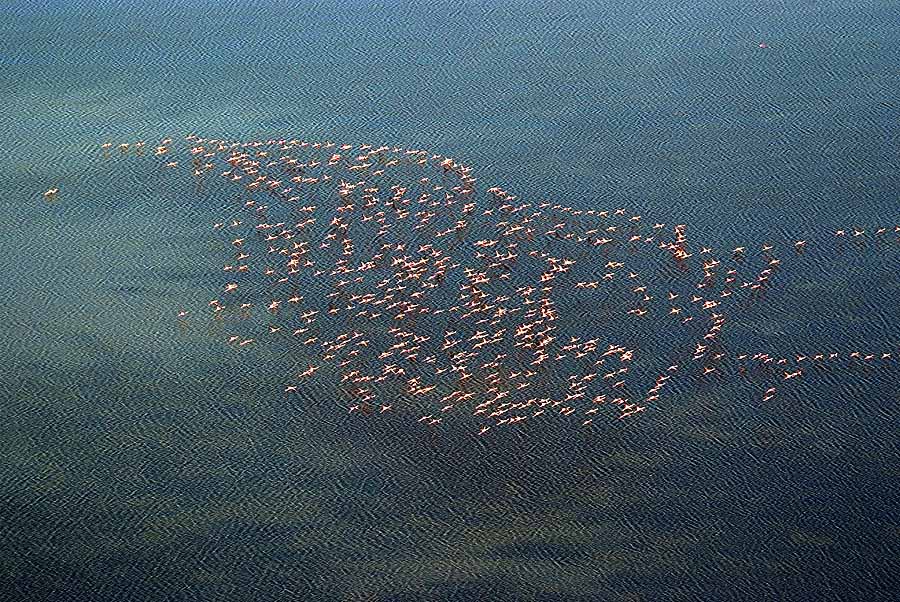 00flamants-roses-1-0707