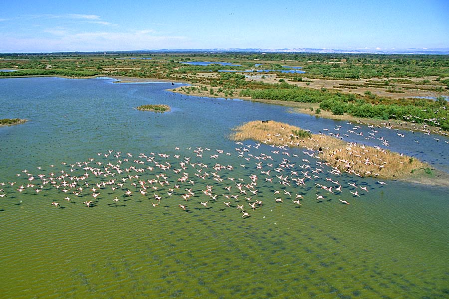 00flamants-roses-1-e01