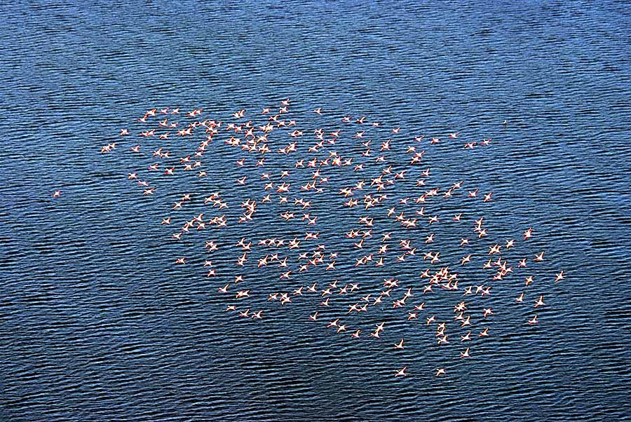 00flamants-roses-16-0707
