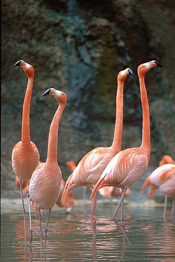 00flamants-roses-2-e