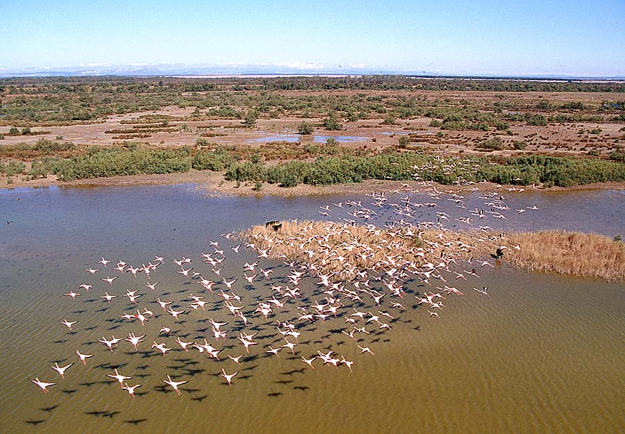 00flamants-roses-2-e01