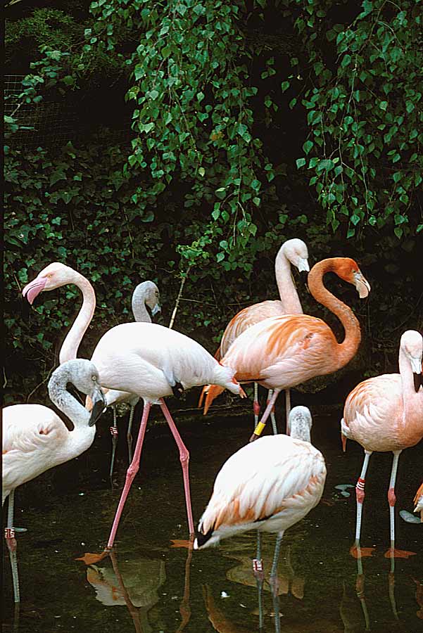 00flamants-roses-3-e