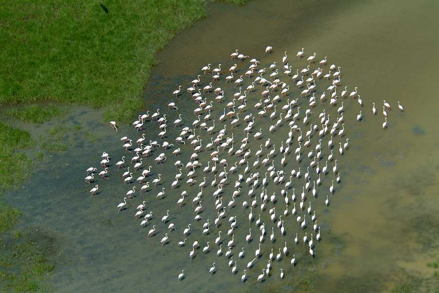 00flamants-roses-4-e