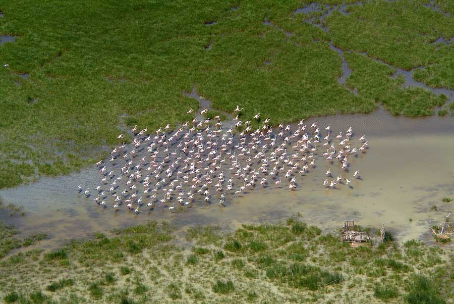 00flamants-roses-5-e
