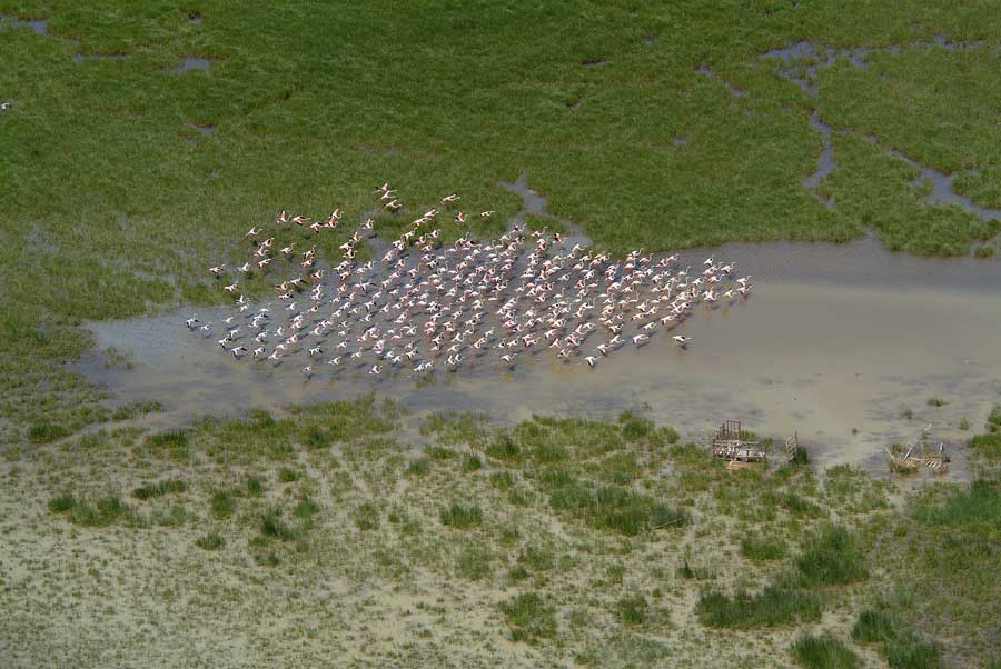 00flamants-roses-6-e