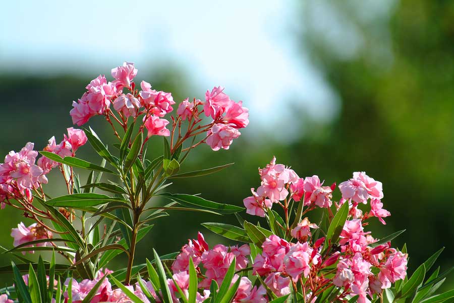 00fleurs-jardin-2-0803