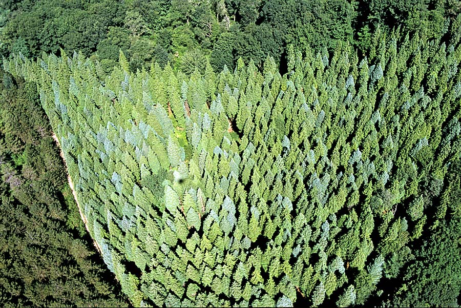 00foret-1-e