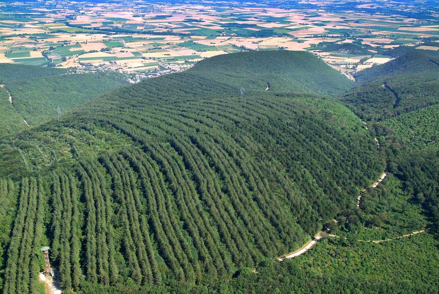 00foret-4-0706