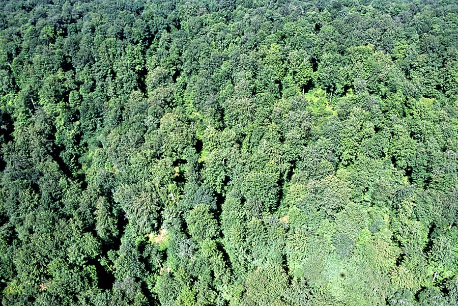 00foret-4-e