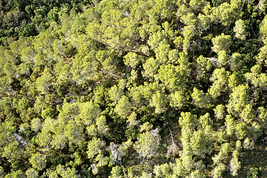 00foret-5-e