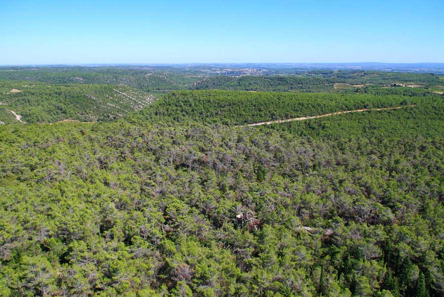 00foret-languedoc-1-0806