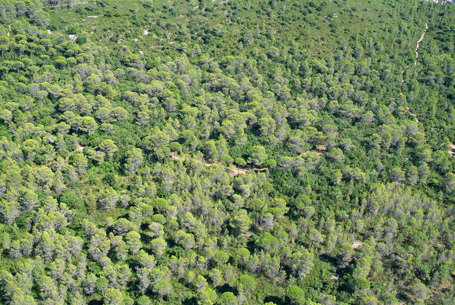 00foret-languedoc-12-0806