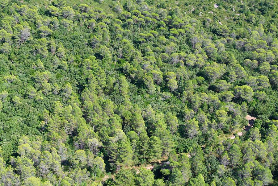 00foret-languedoc-14-0806