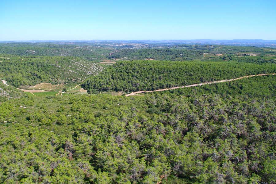 00foret-languedoc-2-0806