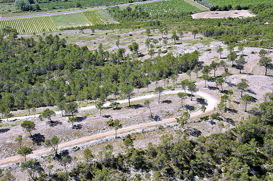 00foret-languedoc-4-0708