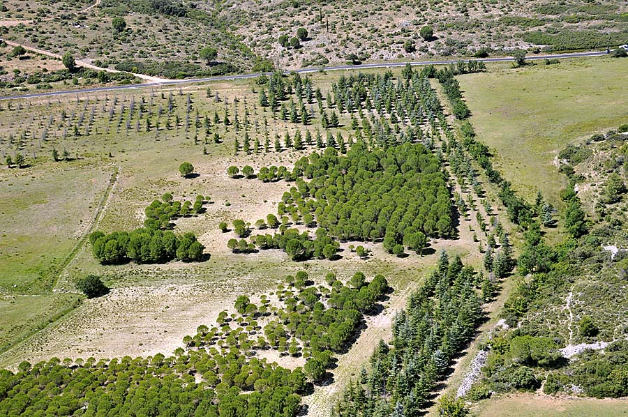 00foret-languedoc-5-0708