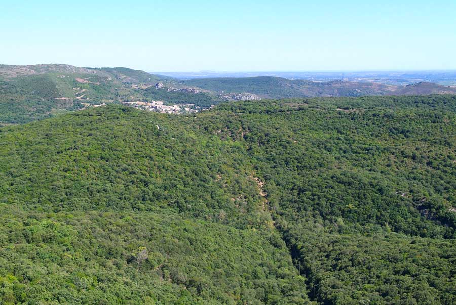 00foret-languedoc-5-0806