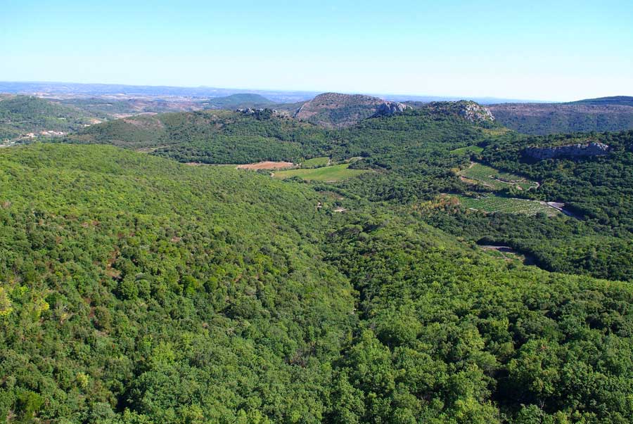 00foret-languedoc-8-0806