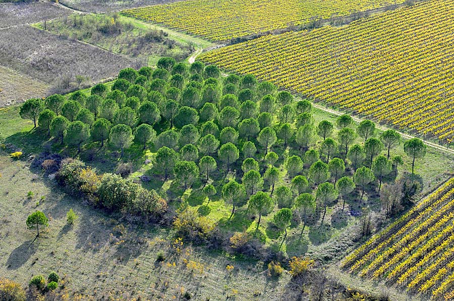 00foret-pin-2-1009