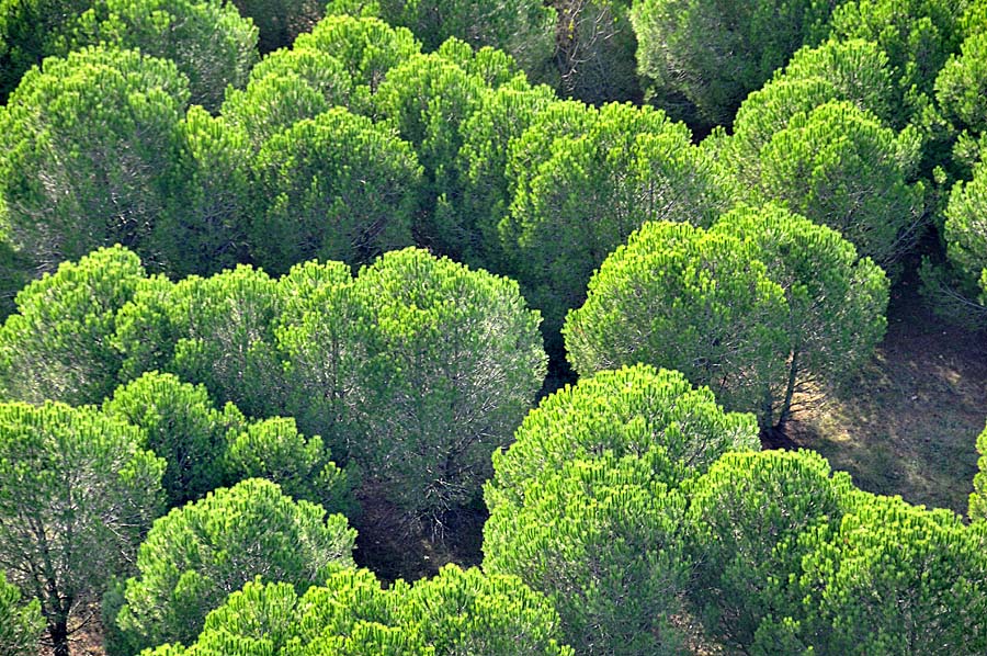 00foret-pin-3-1009