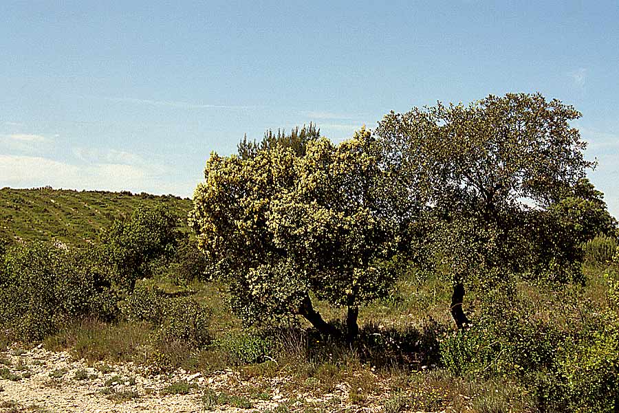 00garrigue-3-e