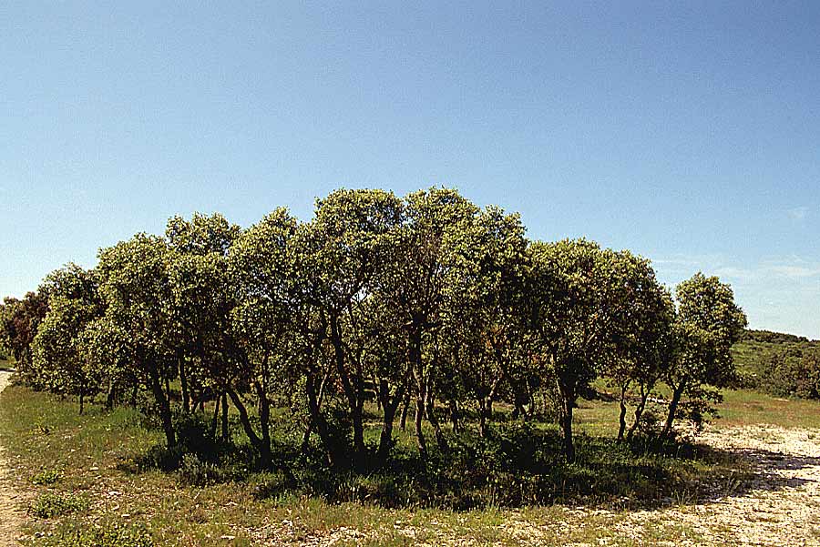 00garrigue-5-e