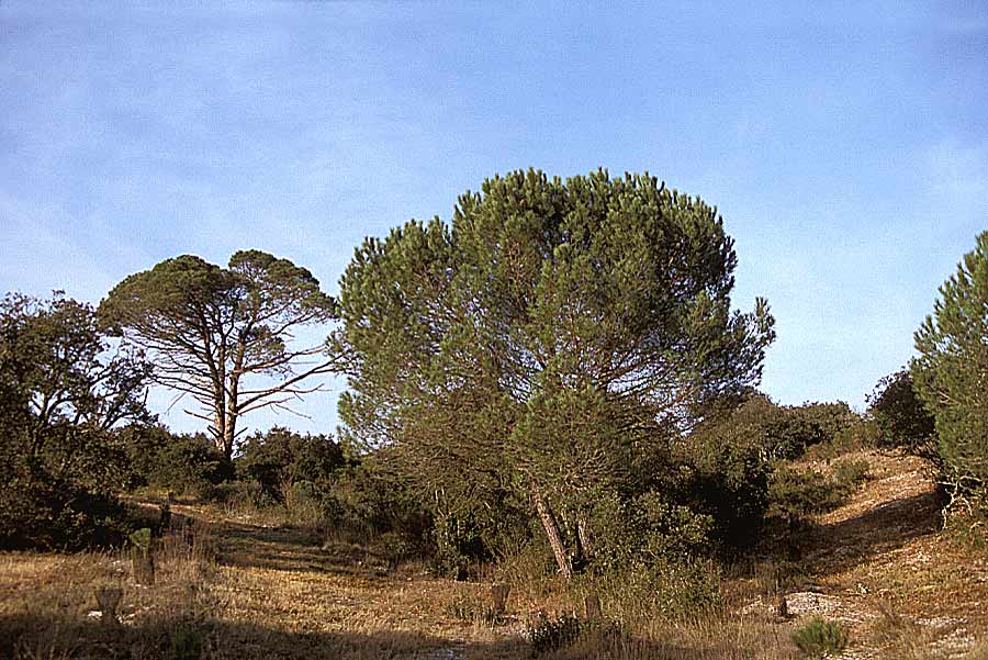 00garrigue-7-e