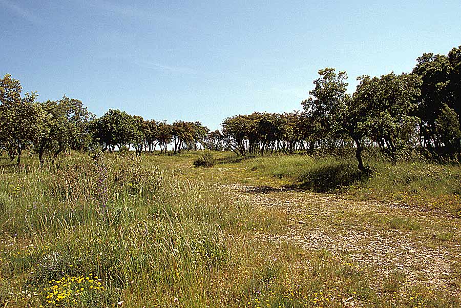 00garrigue-8-e