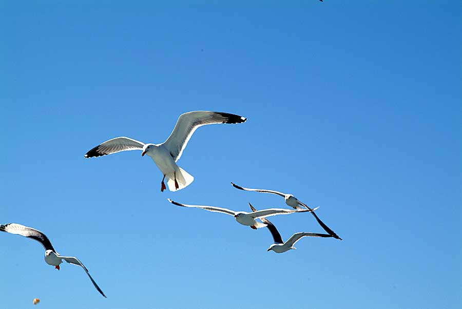 00goeland-12-0404