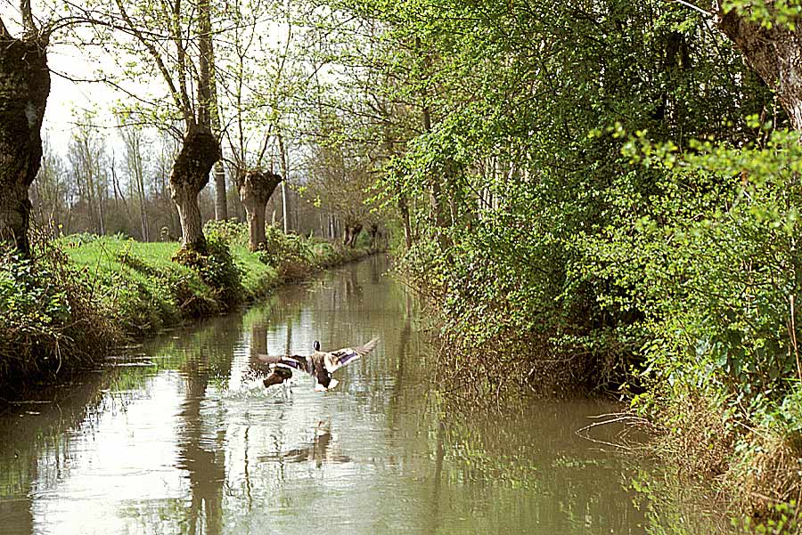 00marais-poitevin-1-e