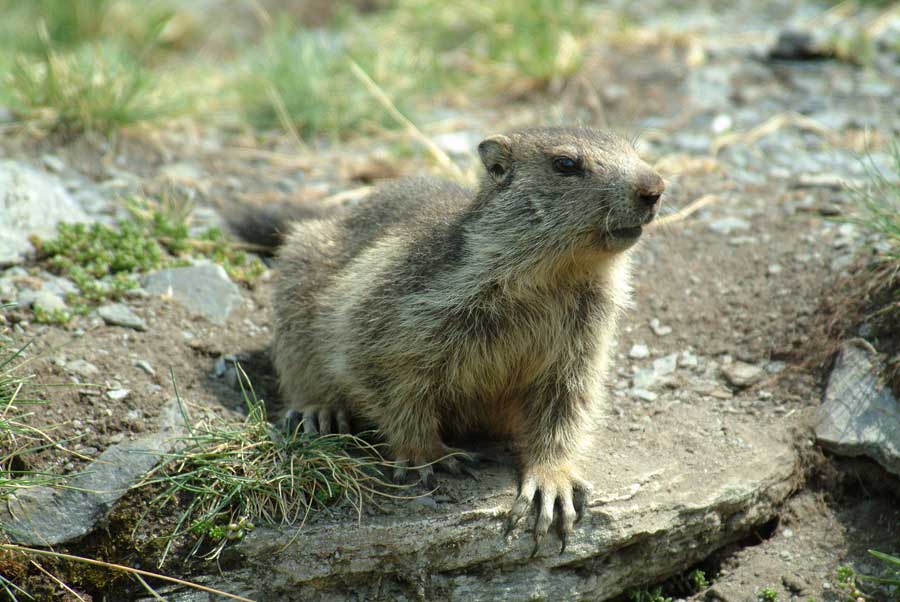 00marmotte-10-0803