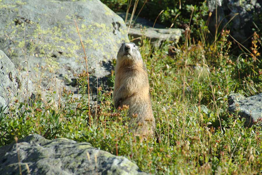 00marmotte-11-0803