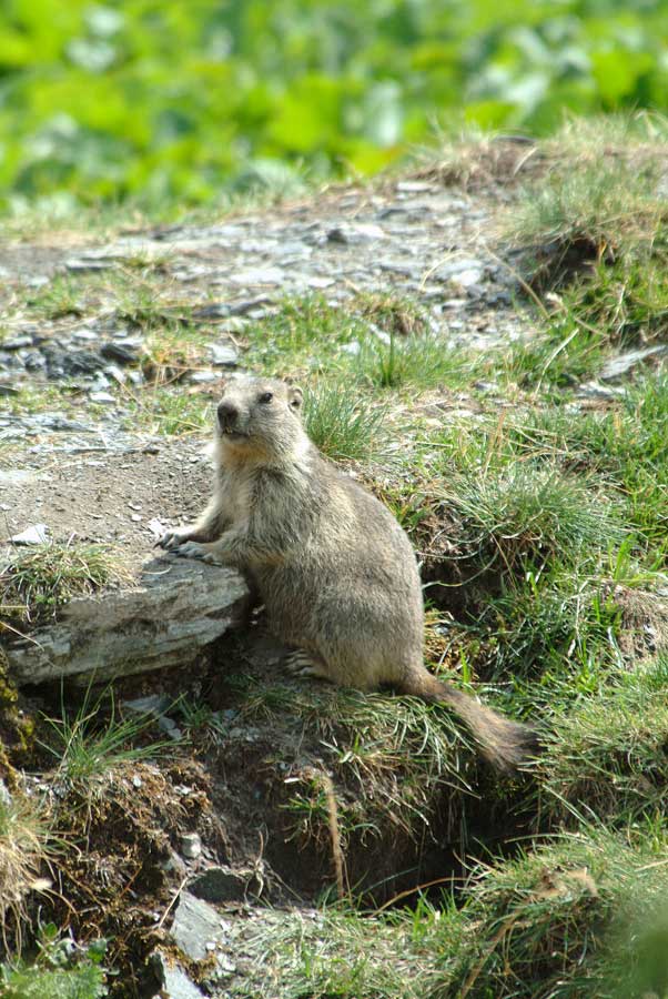 00marmotte-14-0803