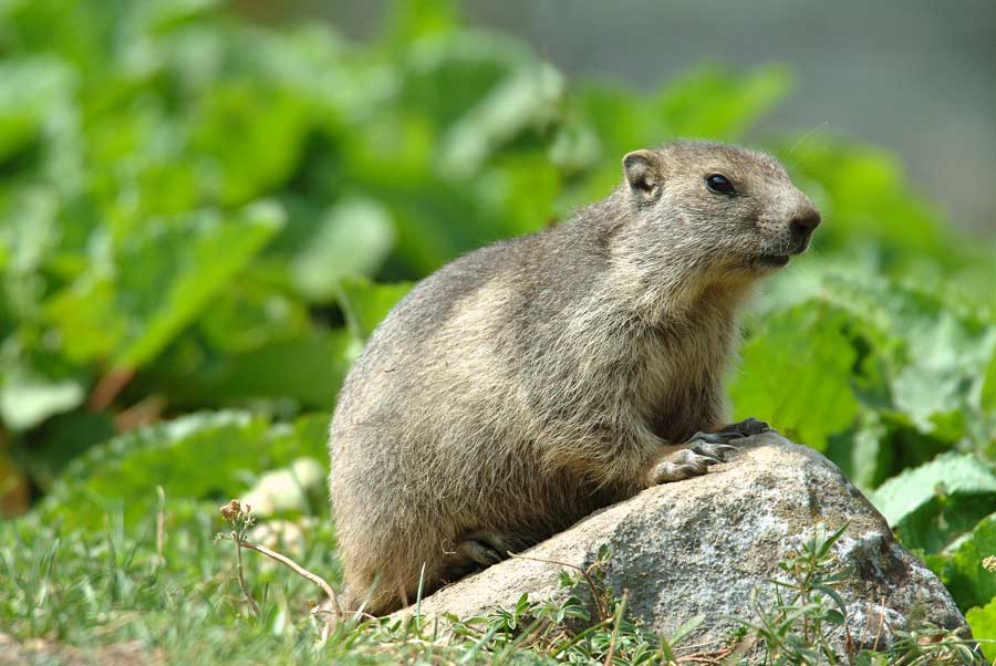 00marmotte-15-0803