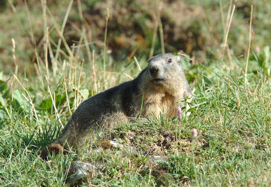 00marmotte-16-0803