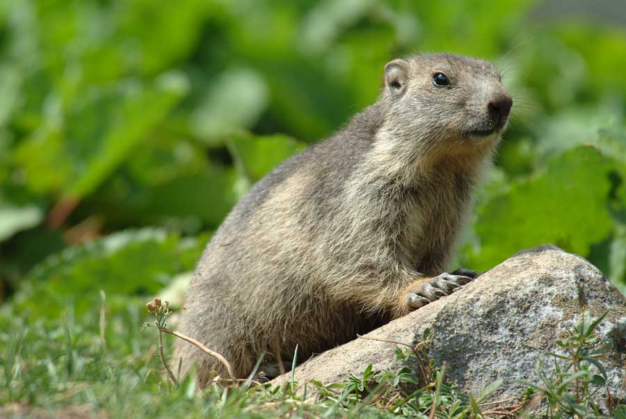 00marmotte-17-0803