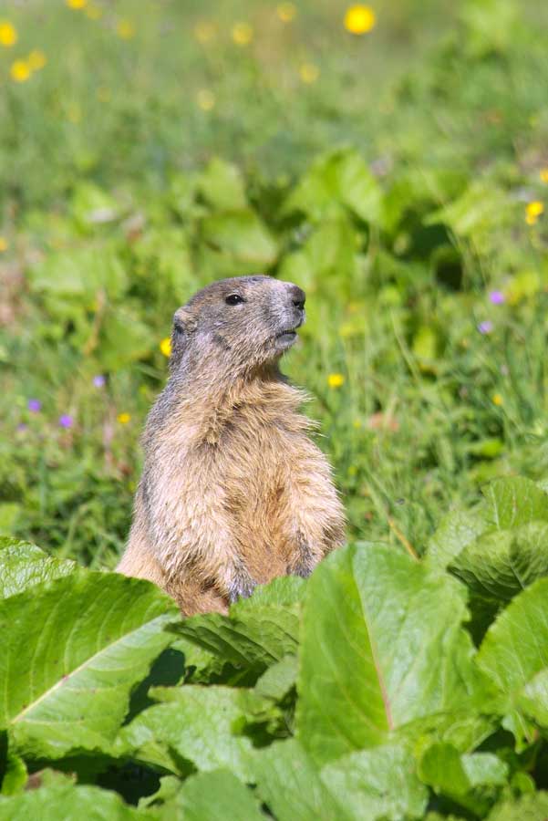 00marmotte-17-0805