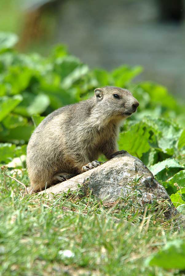 00marmotte-18-0803