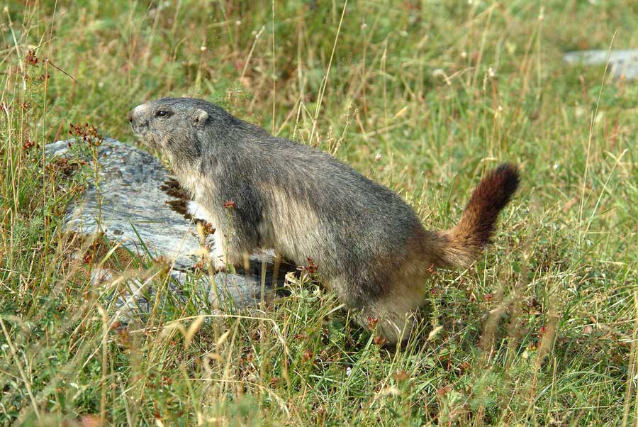 00marmotte-19-0803