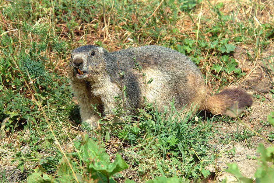 00marmotte-20-0803