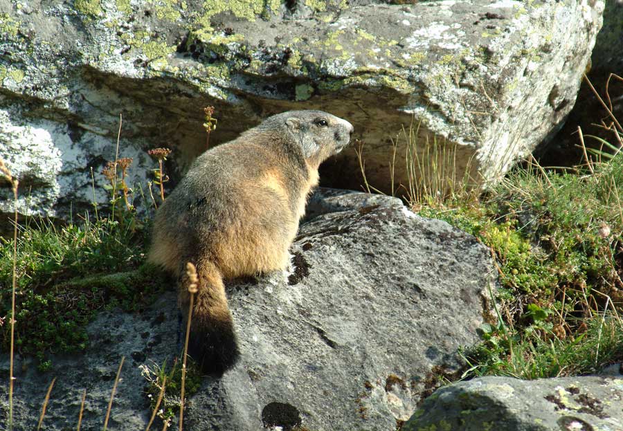 00marmotte-22-0803